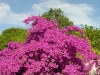 bougainvilla-255162228_large