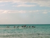 flamingos-101195621_large